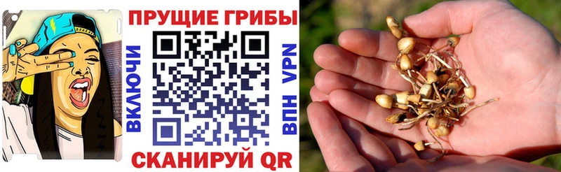 Галлюциногенные грибы мицелий  Ковдор 